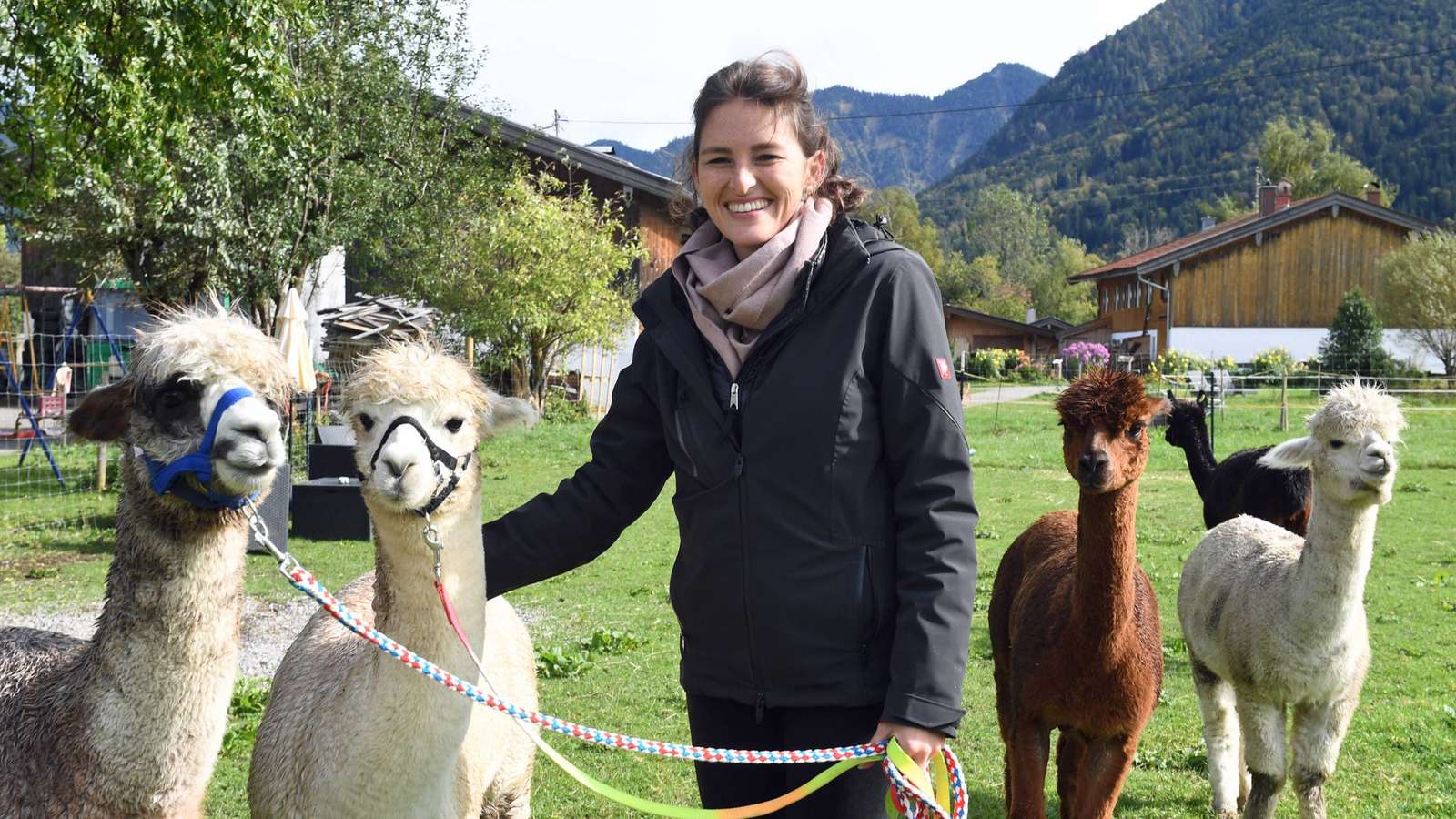 Read more about the article Merkur: Immer mehr Lamas und Alpakas grasen im Oberland