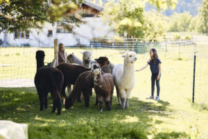 0175_Alpakahof_Tegernsee