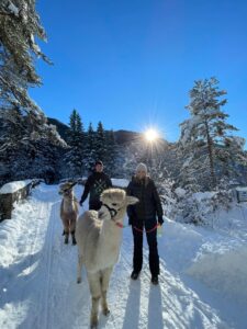 Alpaka Wanderung Tegernsee