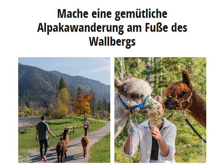 Read more about the article Gemütliche Alpakawanderung am Fuße des Wallbergs
