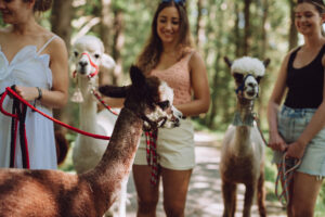 Alpaka Wanderung Alpakahof Tegernsee