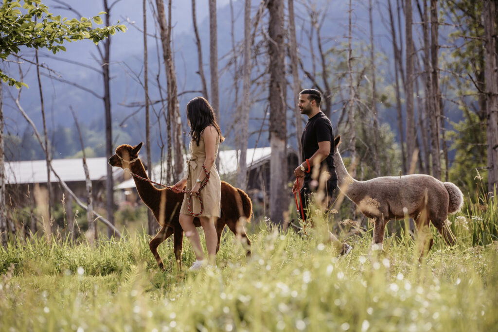Alpaka Wanderung Alpakahof Tegernsee