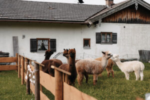 JGA mit Alpakas am Tegernsee