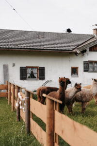 JGA mit Alpakas am Tegernsee