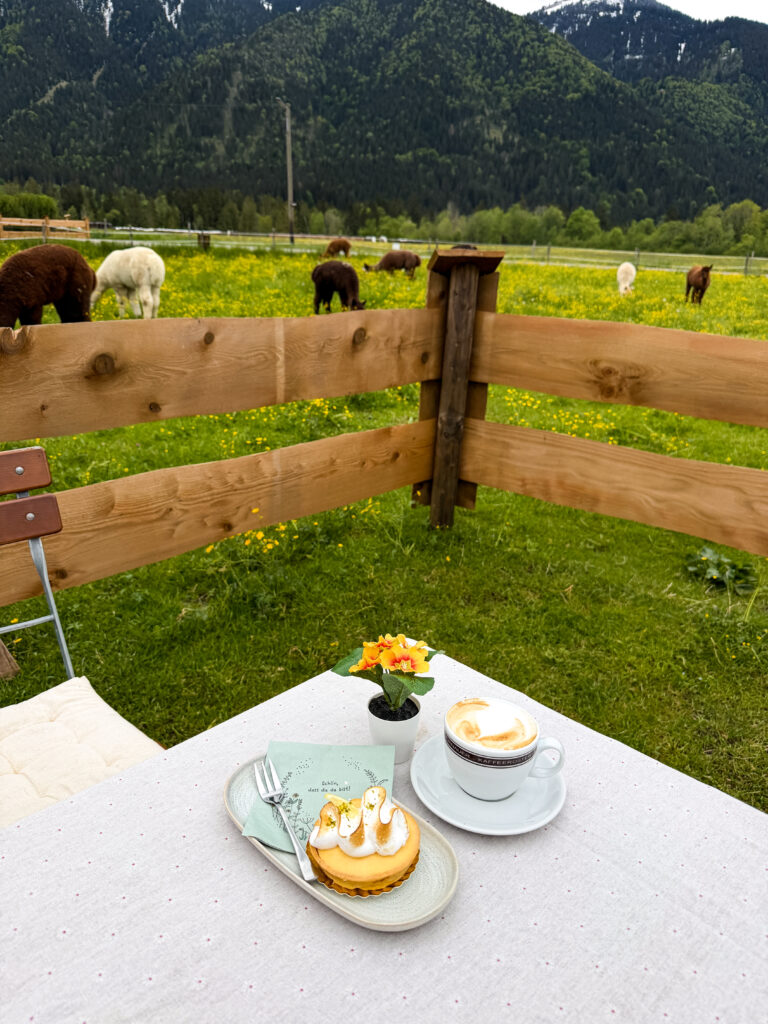Alpaka Café Tegernsee Alpakahof Tegernsee