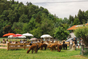 Alpaka Café am Tegernsee Alpakahof Tegernsee