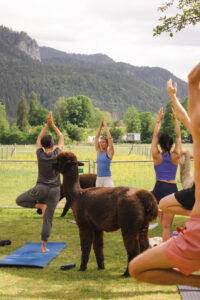 Alpaka Yoga Tegernsee Alpakahof Tegernsee