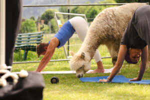 Alpaka Yoga Tegernsee Alpakahof Tegernsee