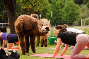 Alpaka Yoga Tegernsee Alpakahof Tegernsee
