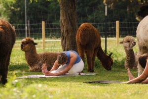 Alpaka Yoga Tegernsee Alpakahof Tegernsee