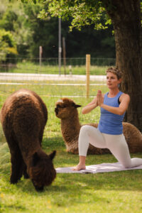 Alpaka Yoga Tegernsee Alpakahof Tegernsee