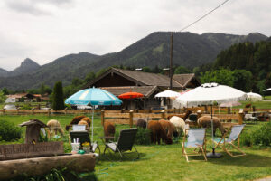 Alpaka Café am Tegernsee Alpakahof Tegernsee