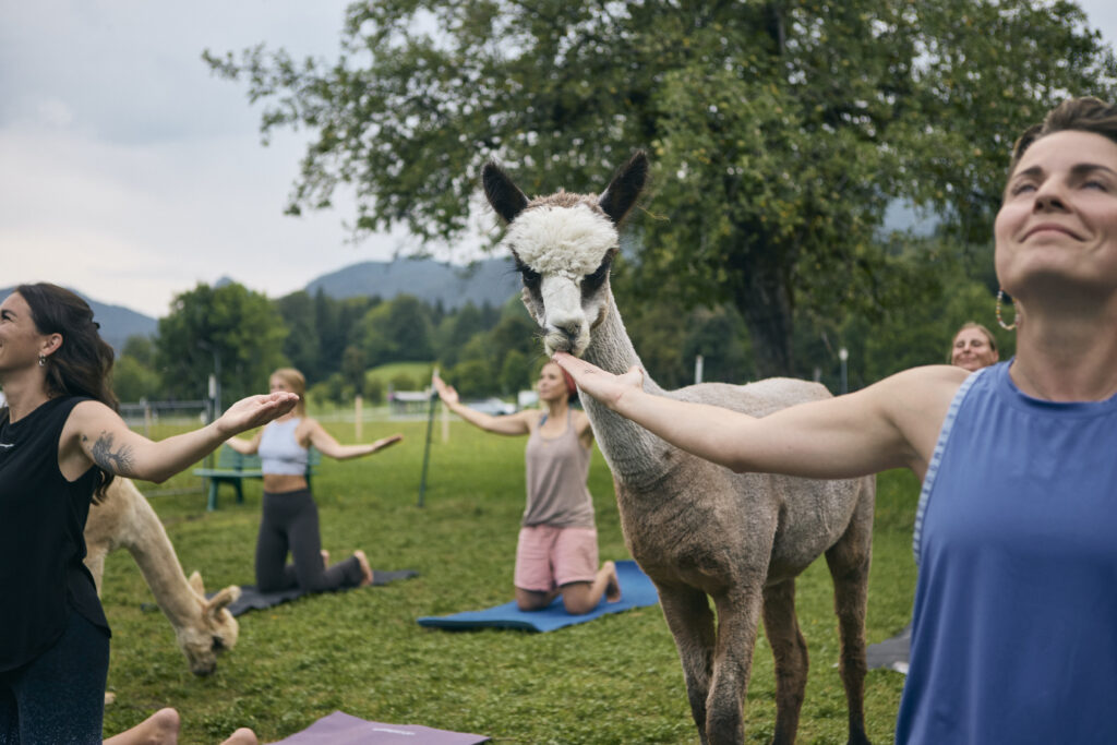 Alpaka Yoga Tegernsee Alpakahof Tegernsee