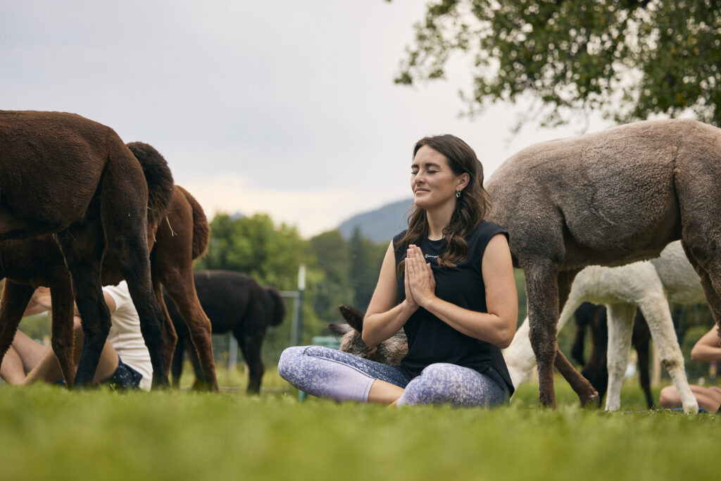 Alpaka Yoga Tegernsee Alpakahof Tegernsee