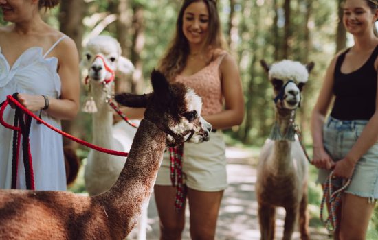 Alpaka Wanderung Alpakahof Tegernsee